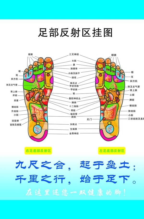 足部反射区挂图