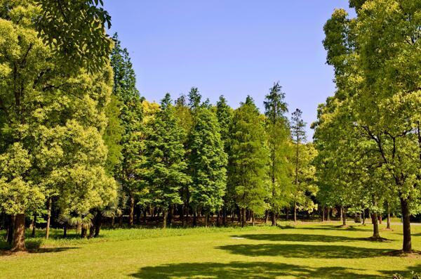 森林木材木头树林绿色
