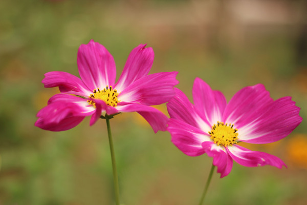 格桑花图片