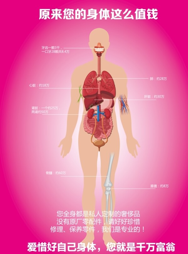 人体器官图