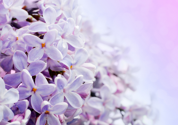 高清紫色小花融图背景