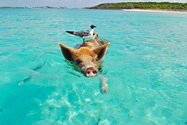 大海里猪游泳图片