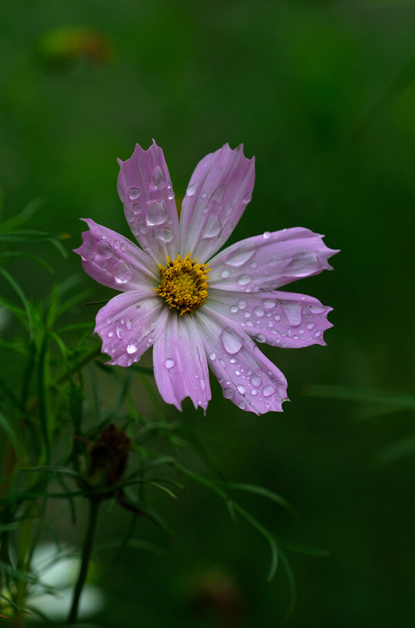 雨后波斯菊