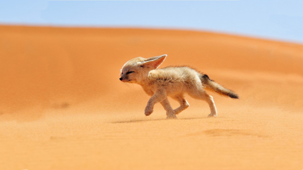 宠物动物合集沙漠里的狐狸