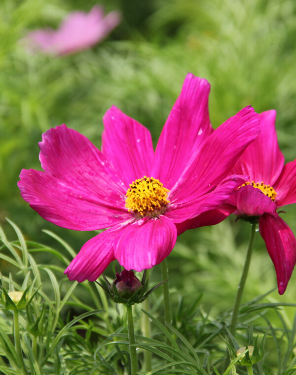 格桑花图片