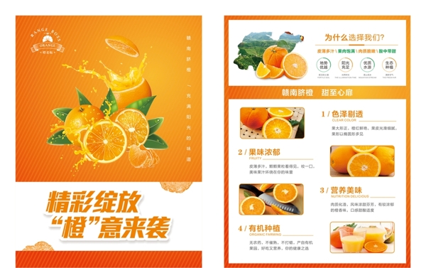 橙子宣传单页图片