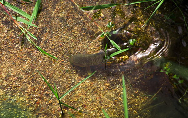 山溪中的鲤魚图片