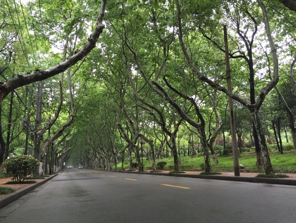 南京中山陵林荫道