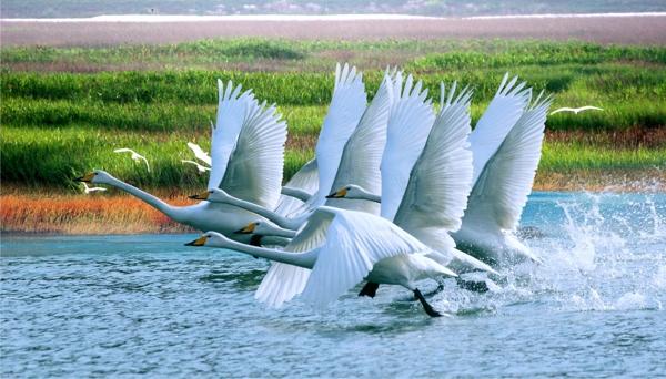 鄱阳湖飞鹤图片