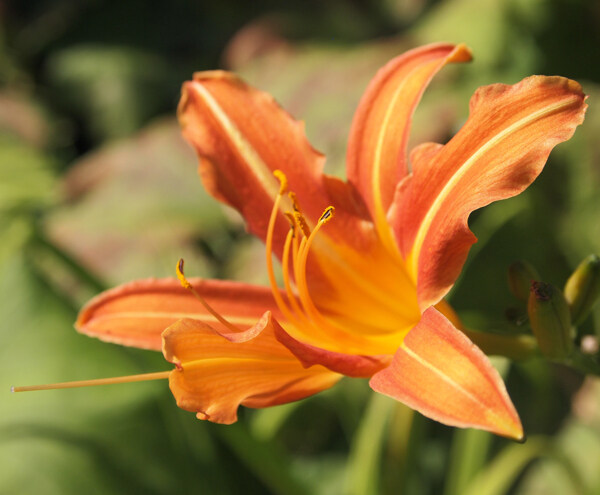 位图植物摄影写实花卉花朵百合免费素材