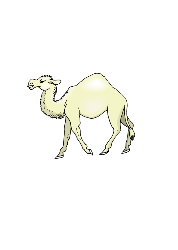 骆驼6向量
