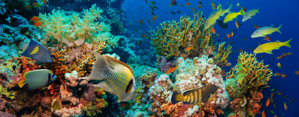 海底游来游去的鱼群与珊瑚图片