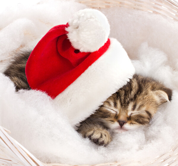 戴圣诞帽睡觉的猫图片