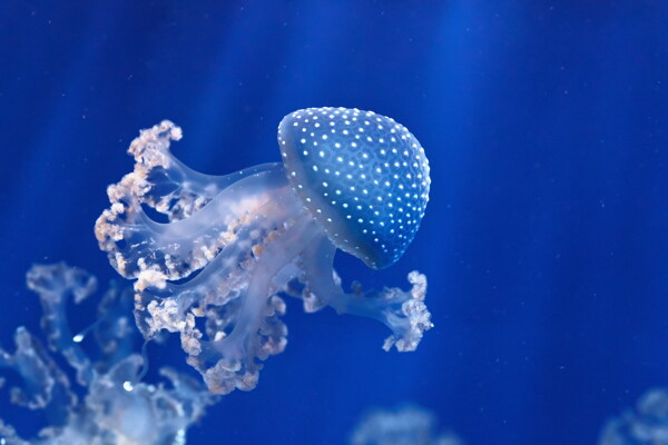 唯美海底水母图片