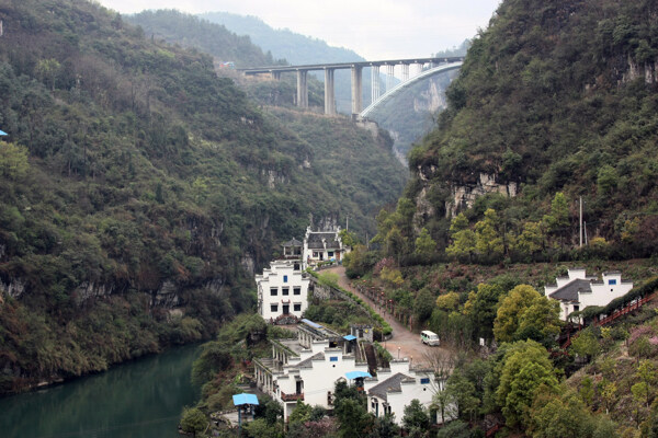 树植物水风景