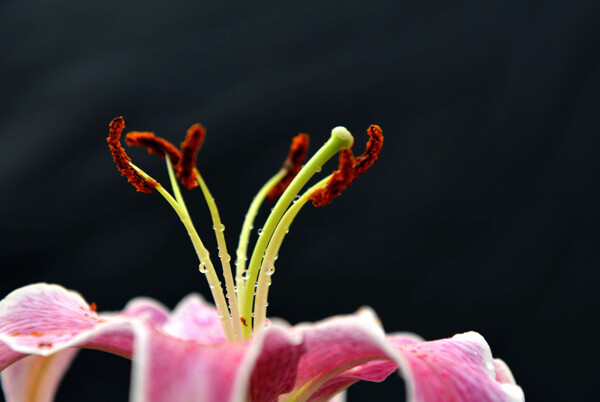 唯美百合花花蕊图片