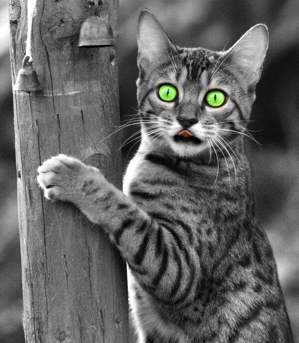 绿眼睛的小猫图片