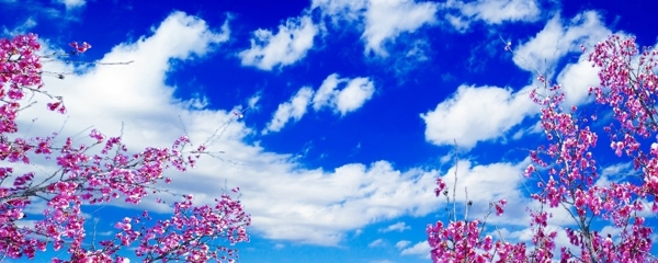 蓝天白云樱花