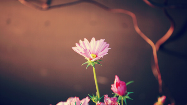 一支粉色花朵图片