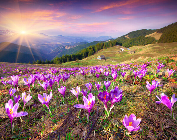 高原山脉上的鲜花图片