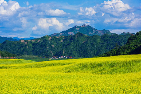 吉林集安油菜花风景