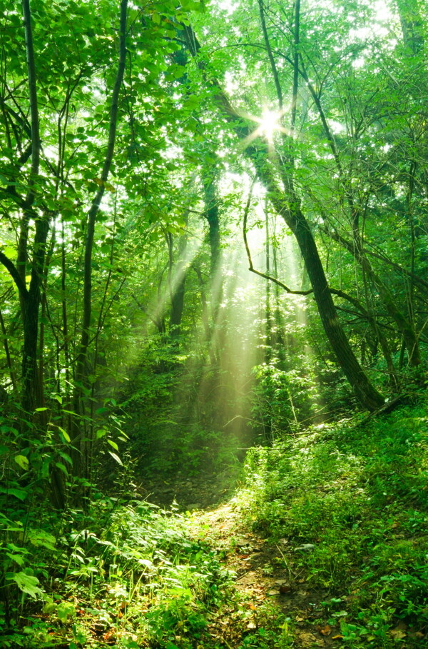 树林里的阳光
