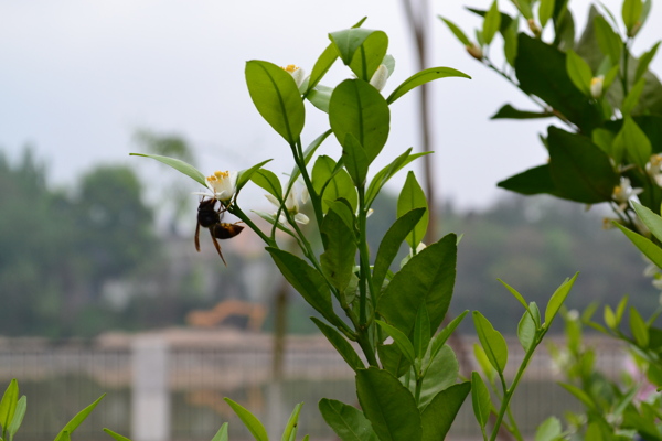 蜜蜂图片