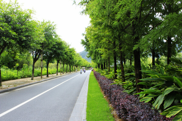 琴潭公路绿化带图片