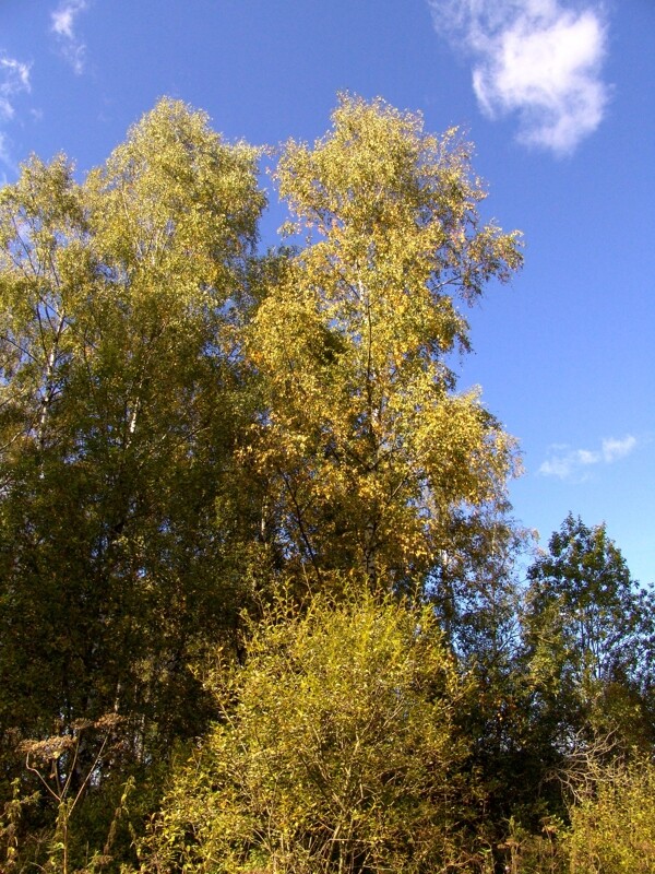 洒满阳光的秋天树林