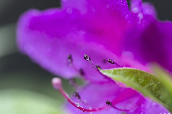 雨后杜鹃花