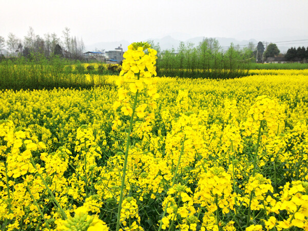 油菜花田图片