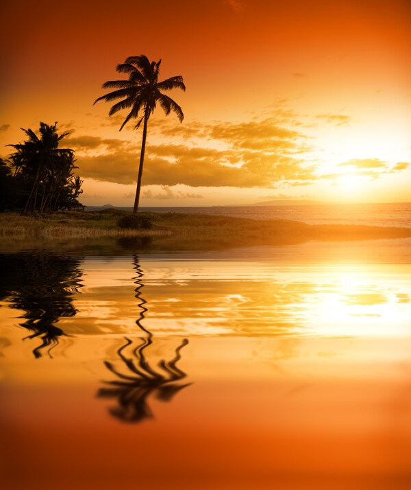 海边小岛上的椰子树