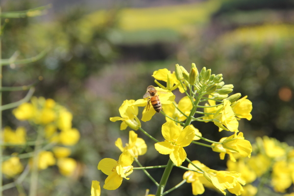 高清蜜蜂采蜜油菜花