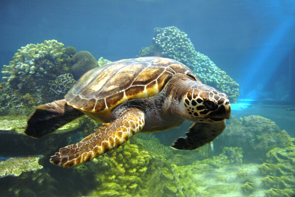 海龟高精度图片素材