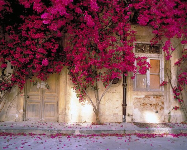 唯美蔷薇花墙图片