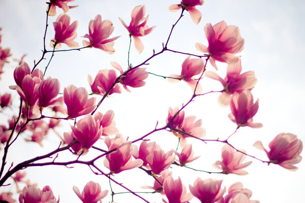 位图植物摄影写实花卉花朵玉兰花免费素材