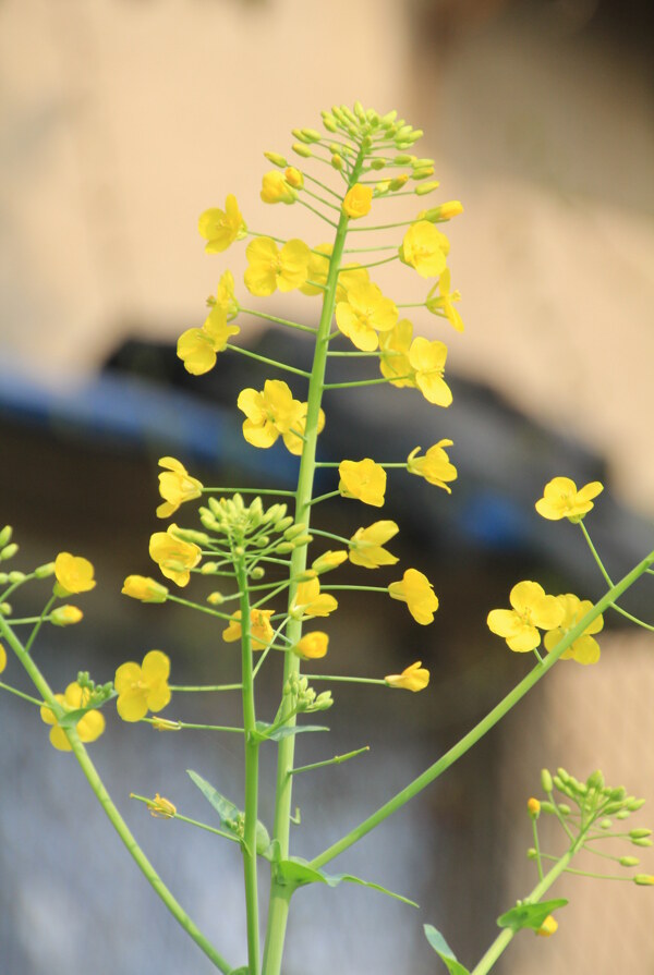 油菜花图片