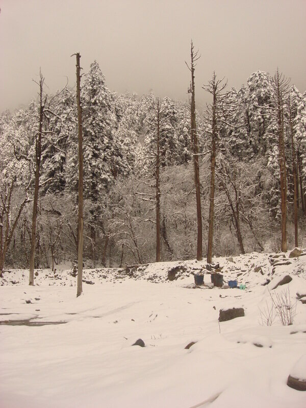 雾中雪景图片