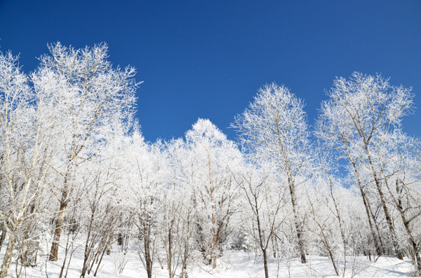 林中雪景图片