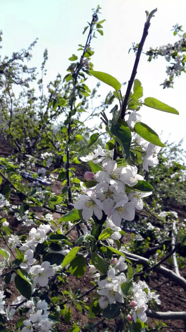 盛开的苹果花图片