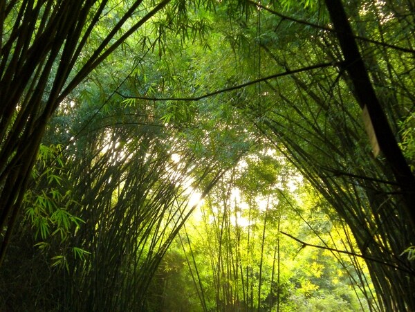 福州森林公园竹林图片