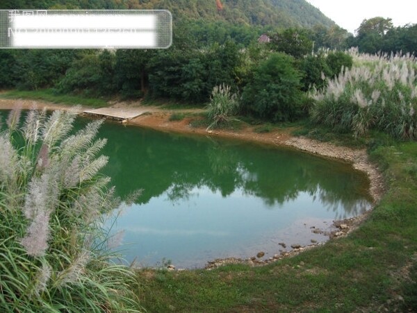 芦苇山湖水