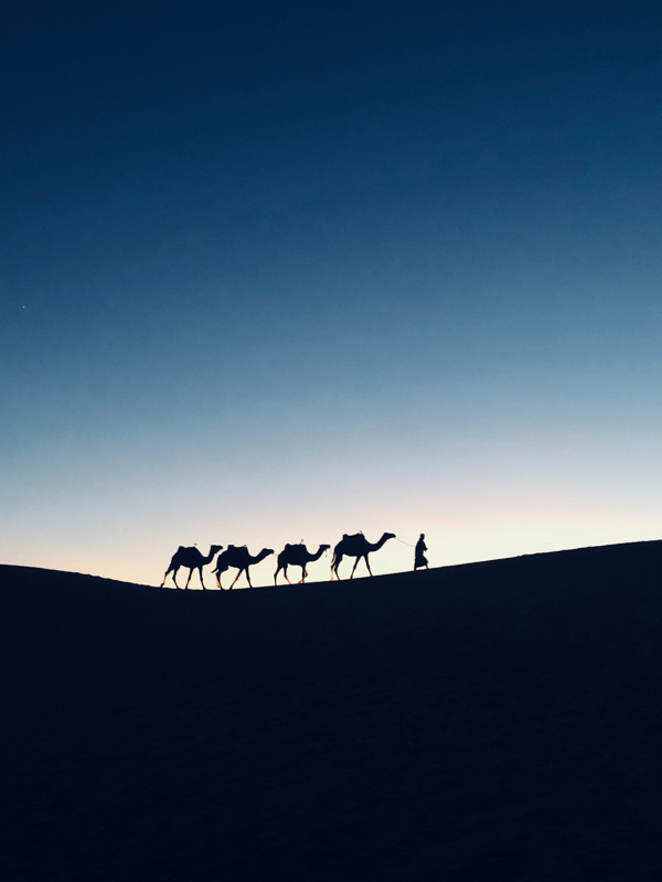 即将日出沙漠中行走的骆驼