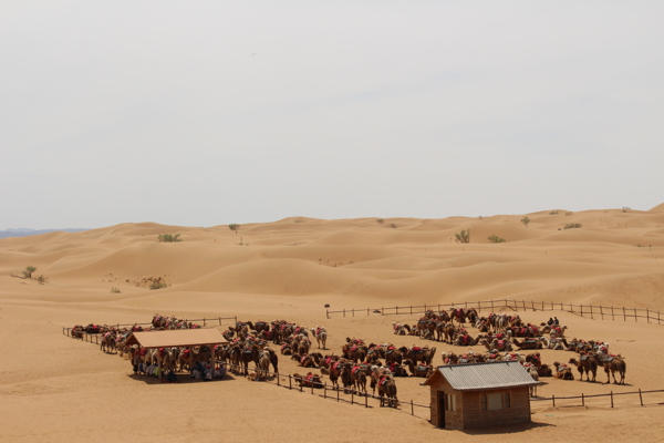 沙漠骆驼围场