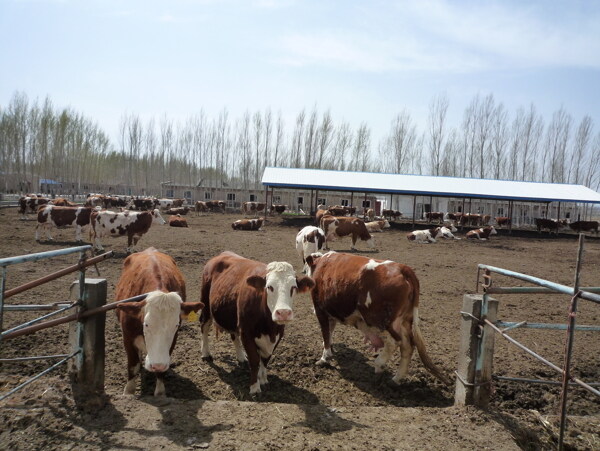 肉牛生产基地图片