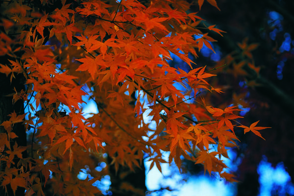 秋日枫叶图片