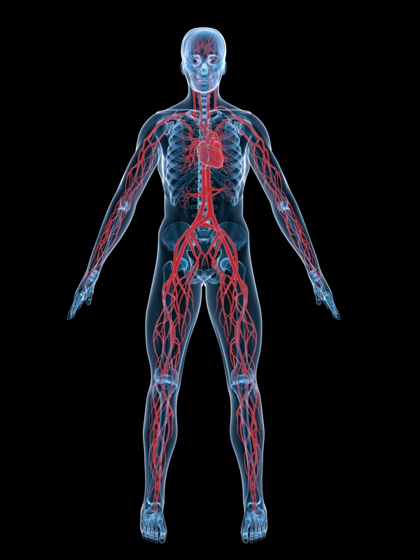 Anatomy3DRenders79图片