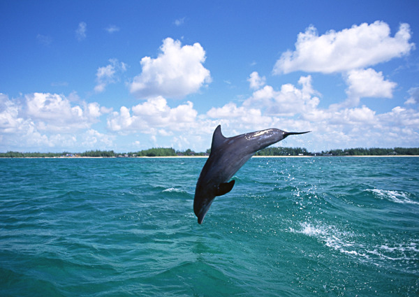 海面上的跳跃的海豚