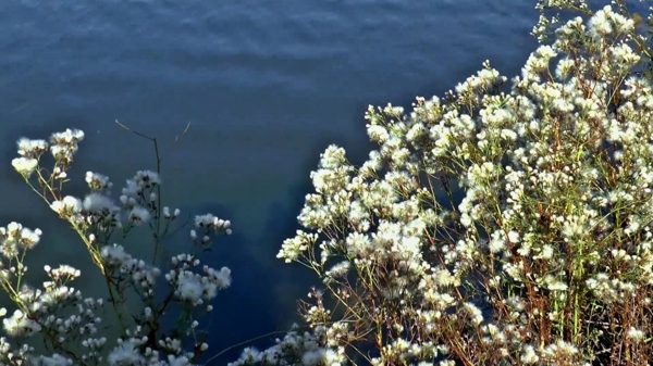 花卉河流视频素材