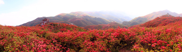 大围山杜鹃花全景图